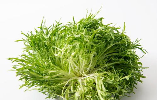青蒿艾草长得像？一篇文章教你轻松区分