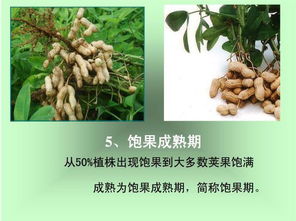 花卉生长发育所需水分来源