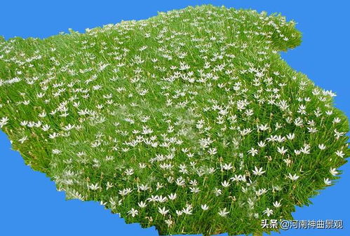 园林苗木配植大杂烩