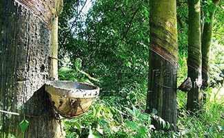 广东农垦的创新采收法