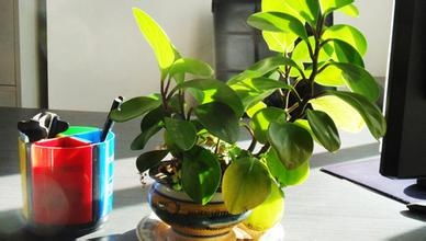 绿萝：桌角的小清新