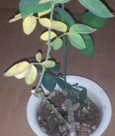 四、病虫害侵袭，叶子黄了是提醒