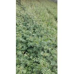 苗木那些事儿：生苗、熟苗、山苗，你了解多少？