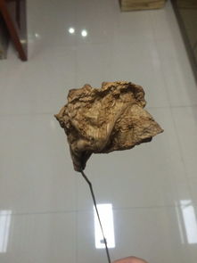 孔雀竹芋叶片如何变大？秘诀是……