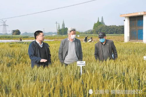 小麦条锈病的危害与防治