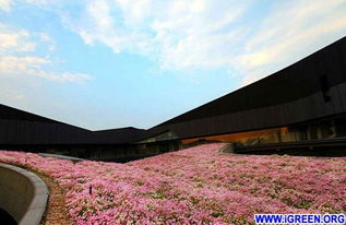 开花又香，冬天也绿的桂花树