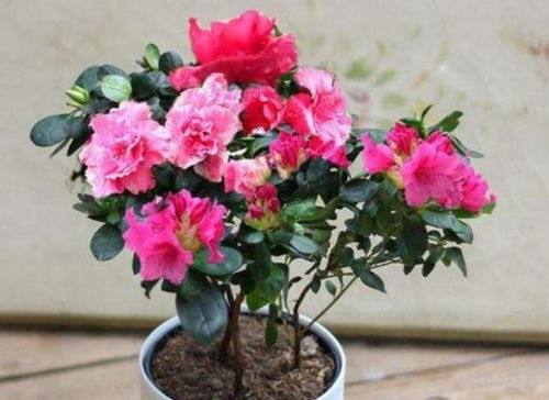 石榴花养护：肥料与光照的完美结合