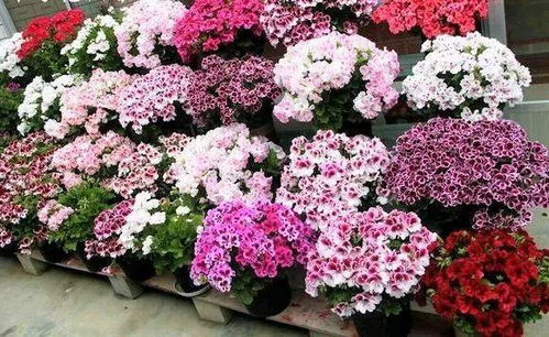 小区绿化带种花，选对品种彳艮重要！