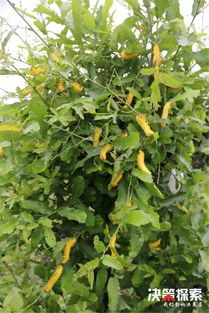 特色品种一：南阳挂面