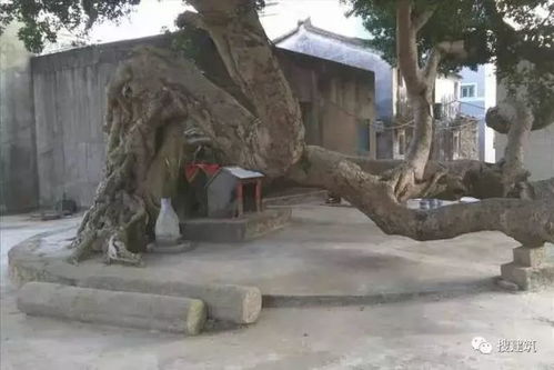 美丽乡村， 出门就是美景