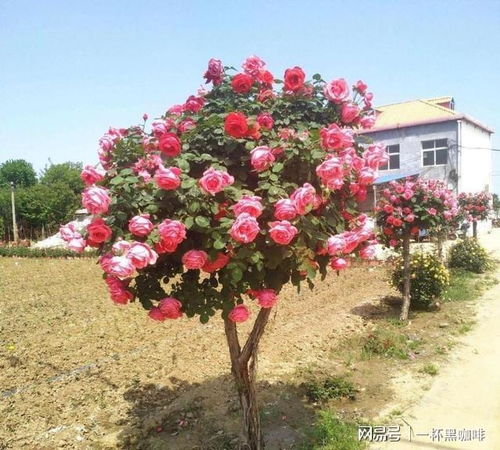 树状月季批发商为你讲述