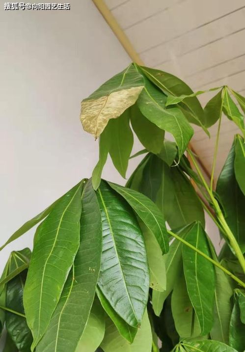 佛手花黄叶现象探秘