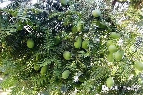 香榧树有何价值？它对生态环境有何贡献
