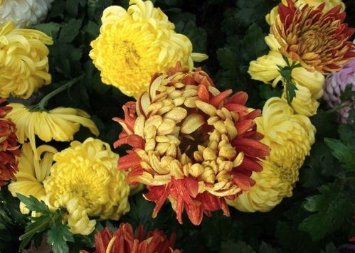 菊花之美究竟体现在哪些独特之处，又蕴含着怎样的深远意义呢