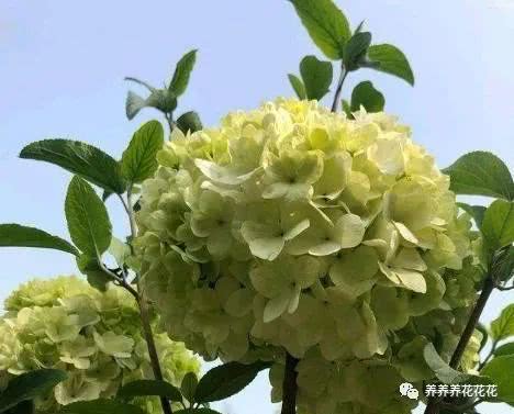 绣球叶子发卷是何原因？