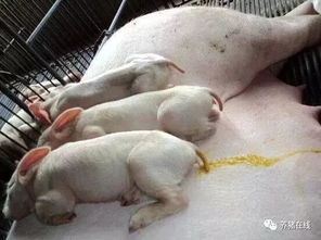哺乳仔猪圆环病毒感染防控，如何有效降低发病率