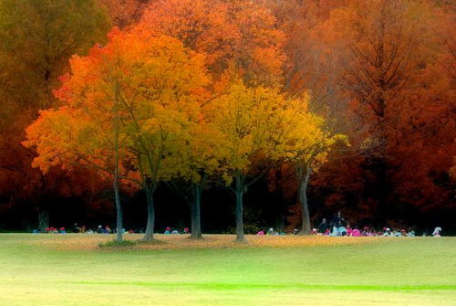 秋天公园里草本植物大盘点