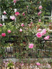 冬季藤本月季防冻小窍门， 让花儿度过严寒