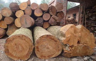 黄板树：自然界中的瑰宝