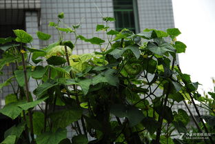 冬季菜园的绿意盎然