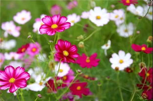 大波斯菊：靓丽多姿， 播种繁殖容易