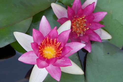 追肥时间的温度密码