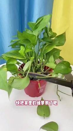 南方睡莲的种植季节