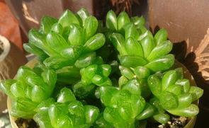 夏天草玉露怎么养护？有哪些养殖方法和注意事项