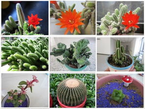 可食用花卉：大自然的色彩与味道