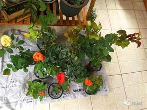 我的月季牙签苗养护经历