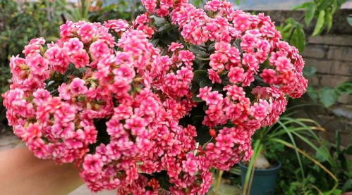 艾帕索月季：黄色花朵，造型别致