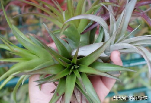 空气凤梨有毒吗？这种植物对人体有啥影响