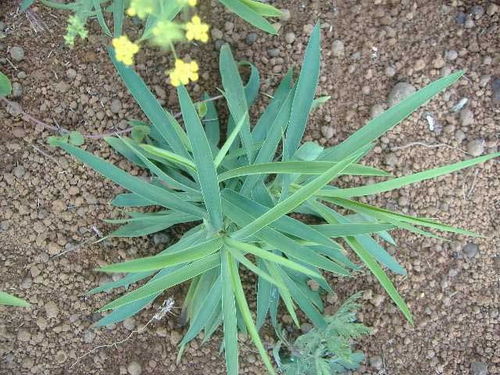 第二年柴胡浇水大揭秘：如何避免浇水误区，节省养护成本？