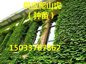 爬山虎的耐寒嫩力