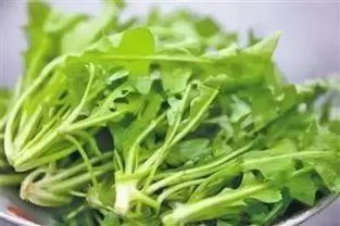 春天种菜，一年之计在于春