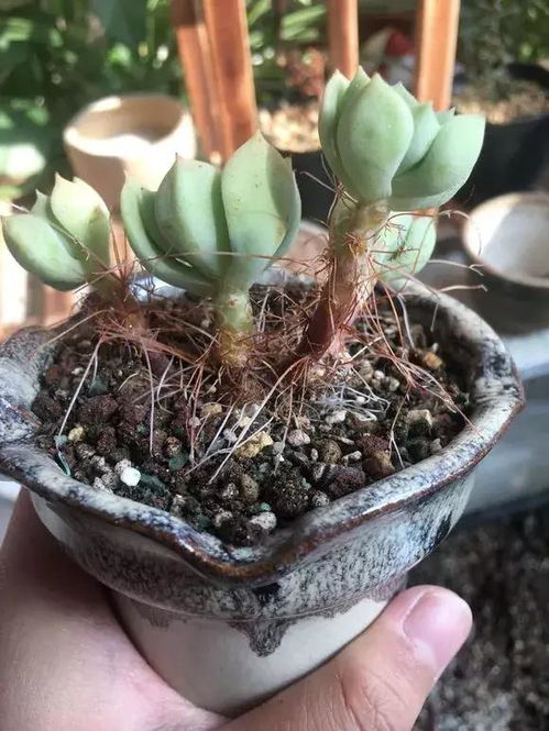 多肉长出小肉肉的原因及处理方法