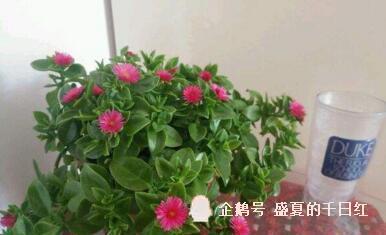 选择室内花卉的乐趣