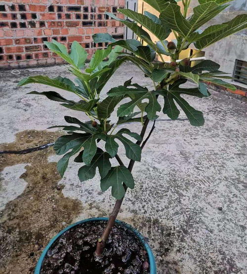 无花果盆栽种植，如何选择合适的土壤