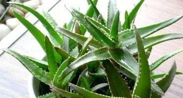 芦荟新芽如何巧妙拆分，一分为二