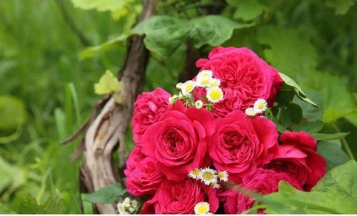 梅德兰珍珠月季:耐寒的美丽使者