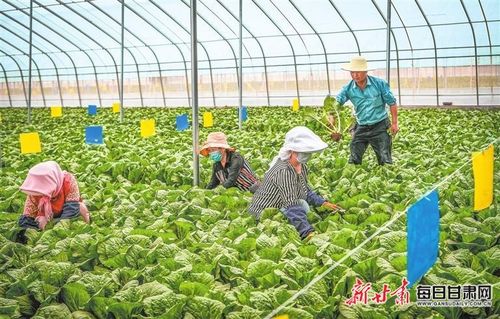 娃娃菜种植方法与适宜地区