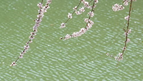 “勇敢的花中，如何揭示勇敢之美和探索生命坚韧与成长的奥秘