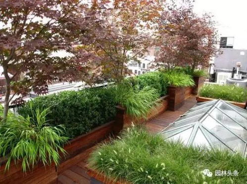 屋顶花园的生存大师：耐高温湿的植物们