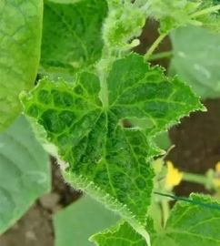 白菜锈病， 了解一下