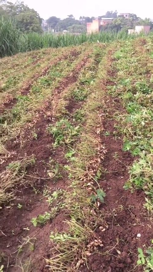 水翁花的根系特性