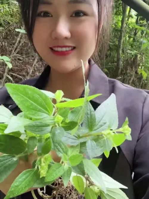 养肝仙草，为何濒临灭绝？