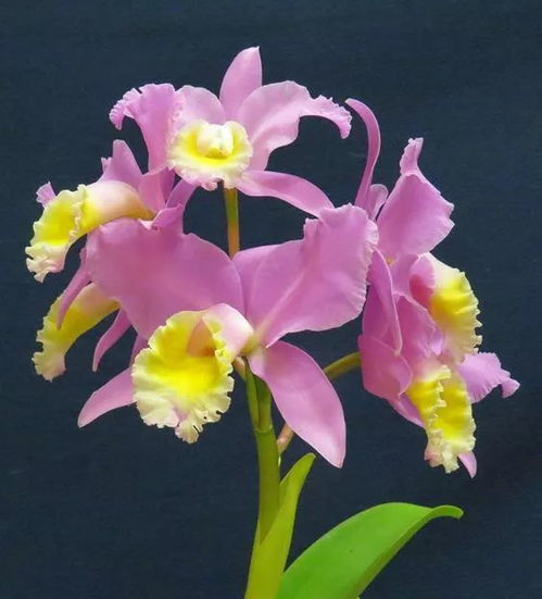 鬼兰，稀世珍宝