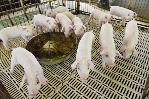 生猪度夏安全，养殖管理是关键