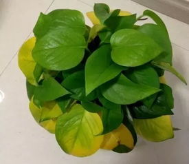 施肥不当，营养不均衡？