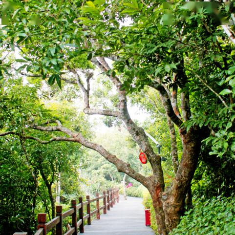 种子交易：避开陷阱，财富稳稳到手